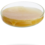 Interlub Bakery Release