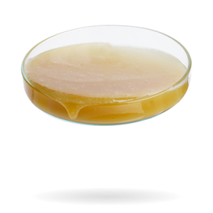 Interlub Bakery Release